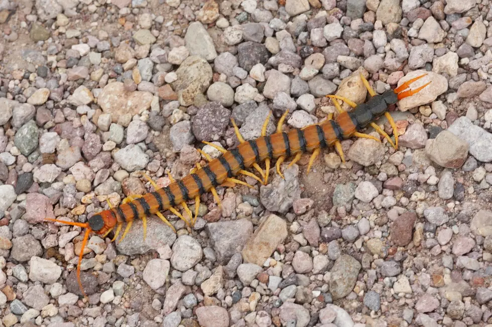 Giant Redheaded Centipedes in Texas: What You Need to Know